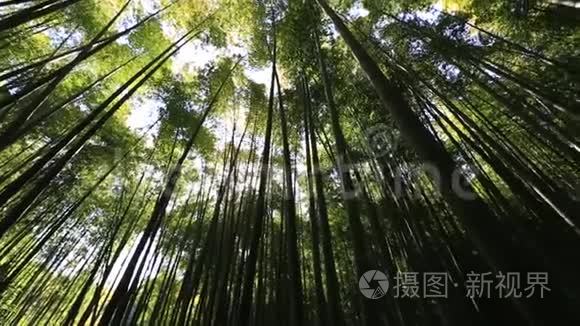 竹林背景视频