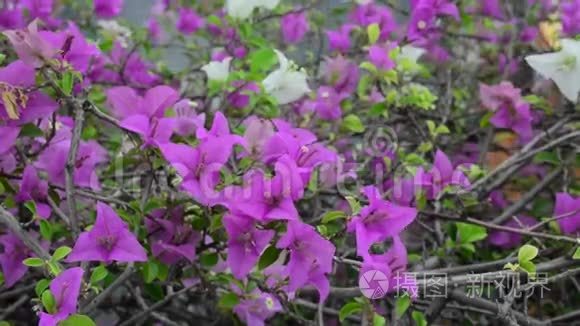 泰国曼谷街头的鲜花视频