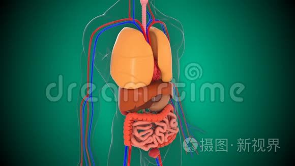 人体解剖模型，三维渲染背景，人体器官系统部分模型
