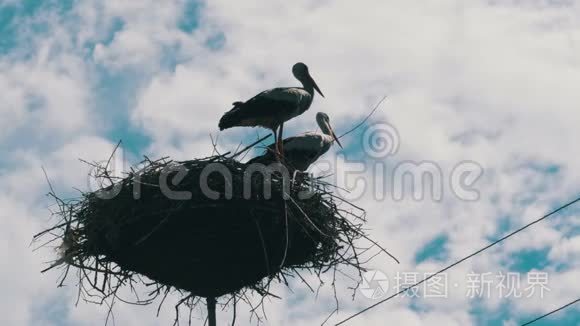 在天空背景下，坐在支柱高压电线上的鹳