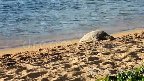 夏威夷海滩上的夏威夷绿海龟