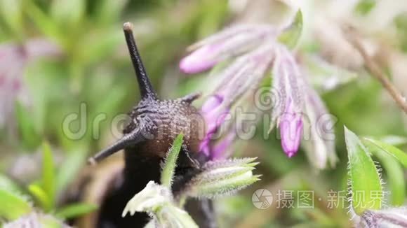 小花园蜗牛大吃全坪花蕾视频