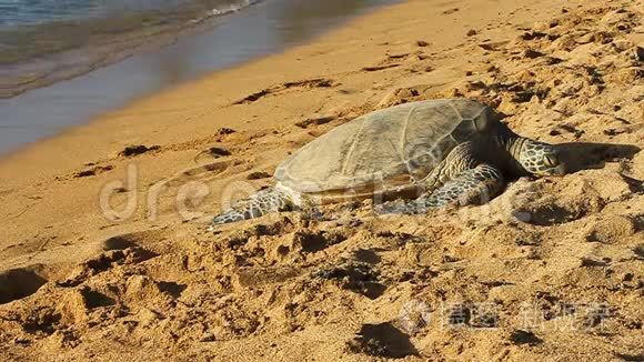 夏威夷海滩上的夏威夷绿海龟