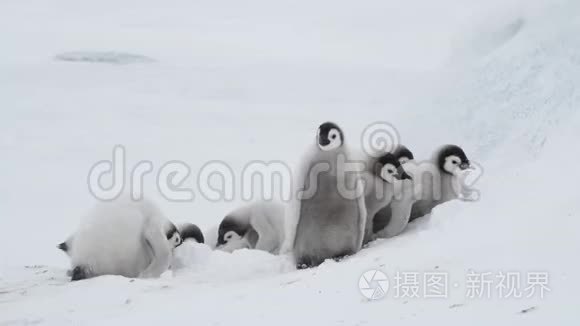 南极洲冰天雪地上的帝企鹅雏鸟视频