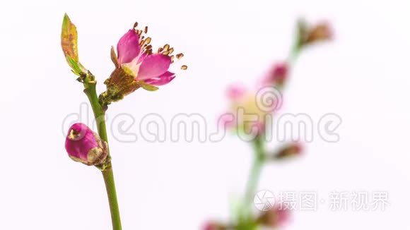 桃花盛开的时间流逝