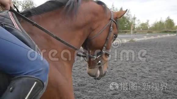 一头种马近距离。 赛马骑师在农场鬃毛上散步。 美丽的自然背景。 股份有限公司