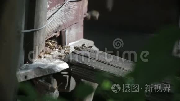 蜜蜂在蜂巢前飞翔视频