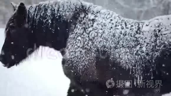 冬天暴风雪时，马在外面