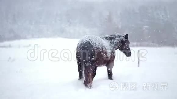 冬天暴风雪时，马在外面