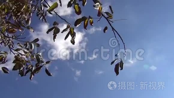 核桃树枝对抗天空视频