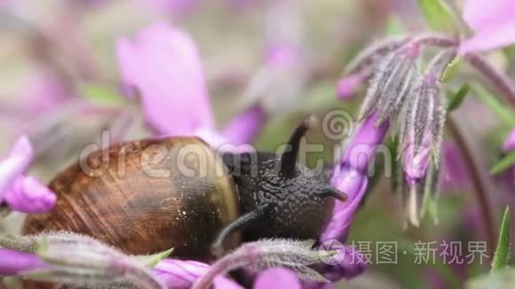 小花园蜗牛大吃全坪花蕾视频