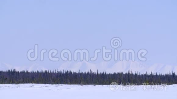 雪山背景下的冬林视频