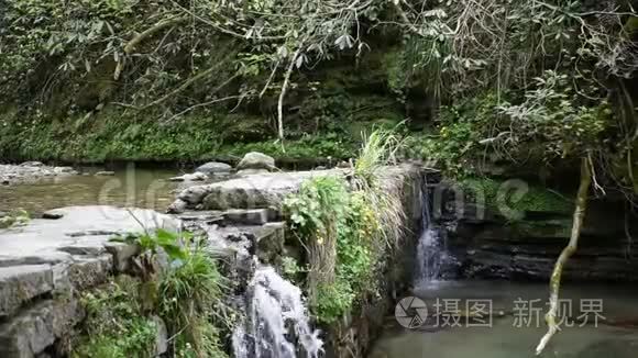 森林中的山叶和荒野中视频