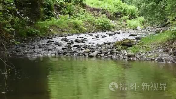 森林中的山叶和荒野中视频