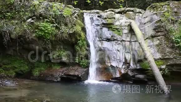 森林中的山叶和荒野中视频