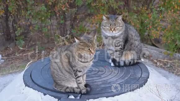 两只无家可归的灰猫坐在街上