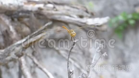 蜻蜓在树枝上视频