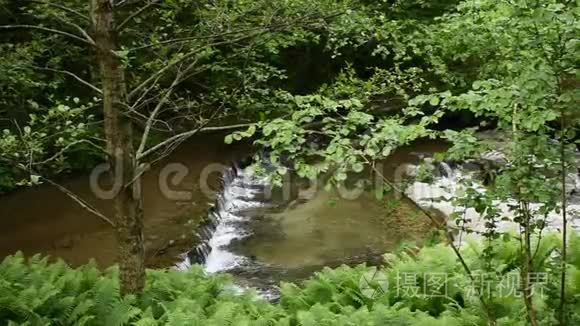 森林中的山叶和荒野中视频