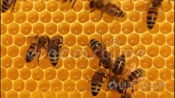 蜜蜂把花蜜转化为蜂蜜