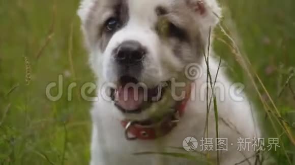 阿拉拜品种的小狗视频