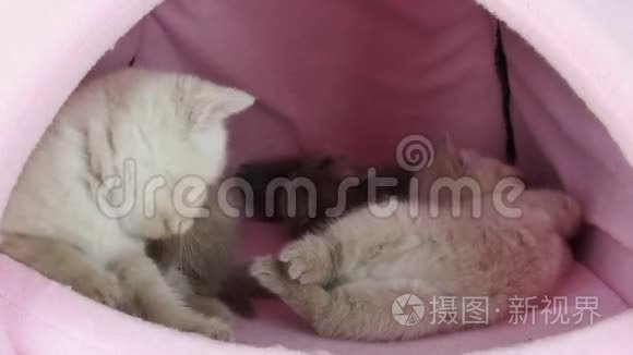 小猫在宠物帐篷里玩视频