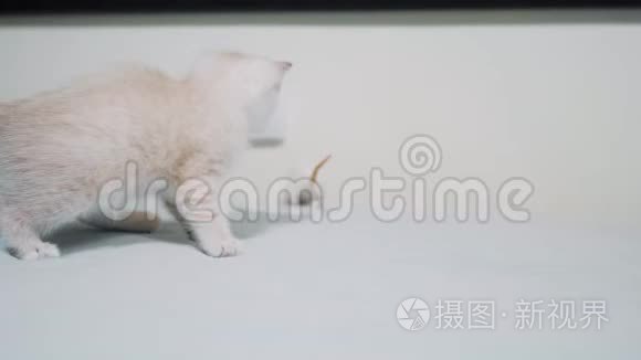 小白猫在玩捉老鼠。 有趣的罕见视频小猫和一只老鼠在床上奔跑。 猫和老鼠