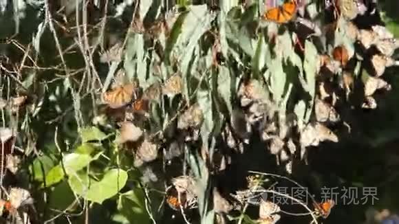 蝴蝶迁徙视频