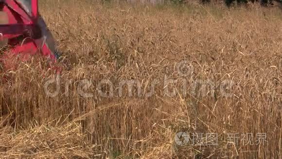 夏季老联合收割机收割成熟的麦田