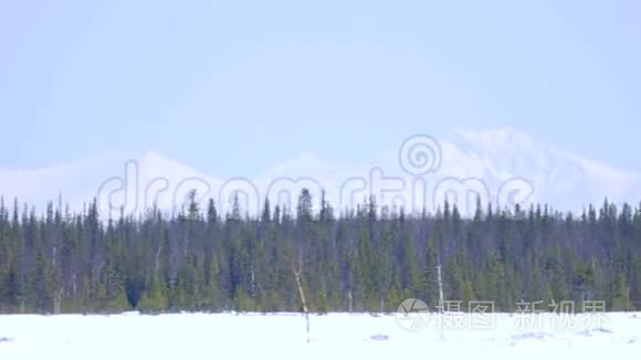 雪山背景下的冬林视频