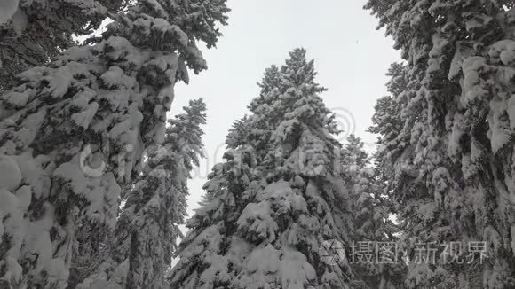 雪雨中的云杉森林斯洛伐克森林视频