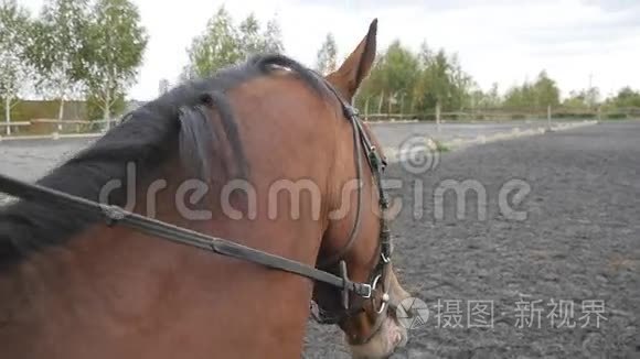 一头种马近距离。 赛马骑师在农场鬃毛上散步。 美丽的自然背景。 股份有限公司