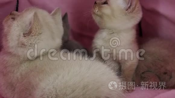 小猫在宠物帐篷里玩视频