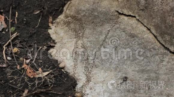 泰国森林中的蚂蚁岩迹视频