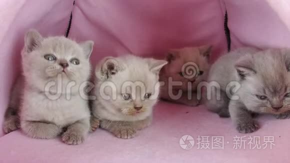 小猫在宠物帐篷里玩