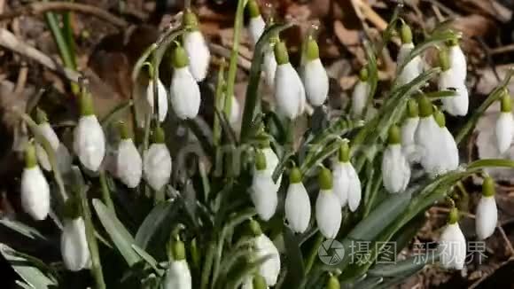 春天的雪滴在风中视频