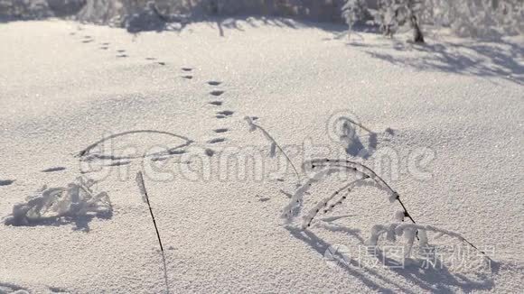 美丽的白雪覆盖的土地视频