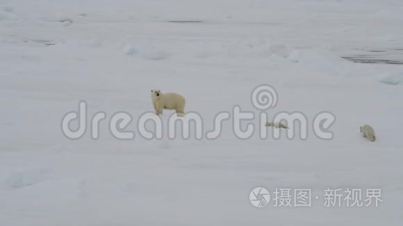 北极熊和两只幼崽视频