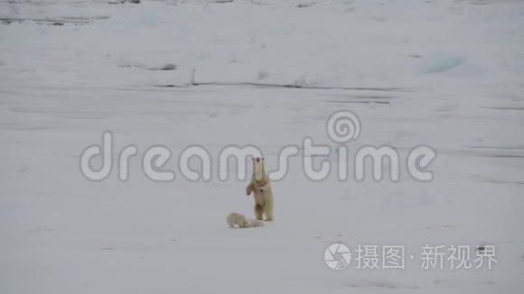 北极熊和两只幼崽视频