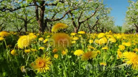 苹果园里的蒲公英视频