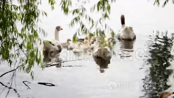 池塘附近草地上的家鹅视频