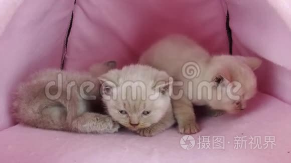 小猫在宠物帐篷里玩视频