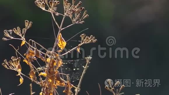 衰老植物梢和风视频