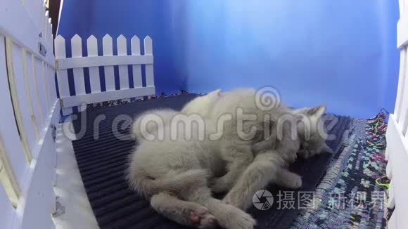 刚出生的小猫睡着了视频