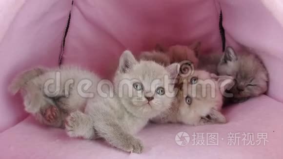 小猫在宠物帐篷里玩视频