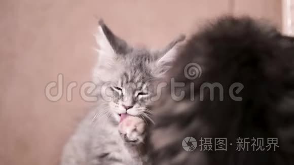 有趣的小猫舔爪子和洗