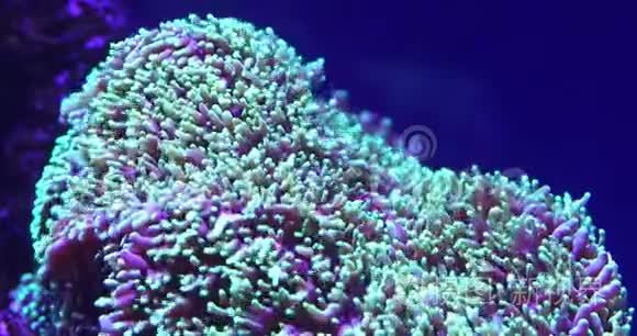 海底热带海洋中的珊瑚