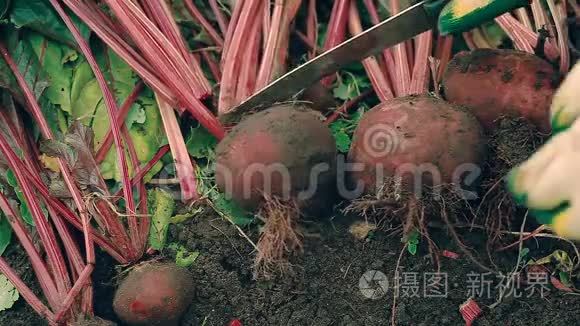 农夫从地上收割一棵红甜菜