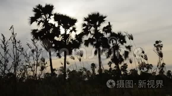 稻田夕阳西下的一棵树视频