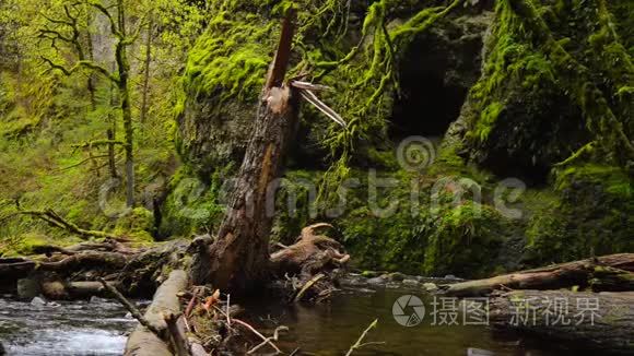 俄勒冈州哥伦比亚河峡自然视频