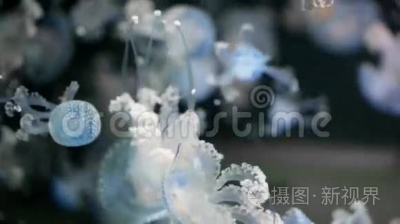 几只热带水母在水下活动视频